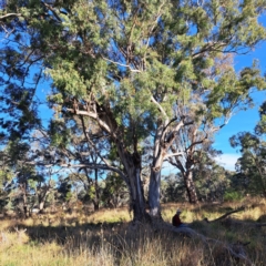 Eucalyptus melliodora (Yellow Box) at Watson, ACT - 23 May 2024 by abread111