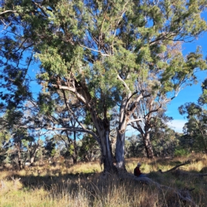 Eucalyptus melliodora at Watson Woodlands - 23 May 2024