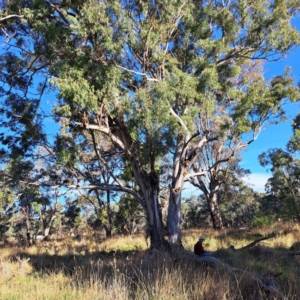 Eucalyptus melliodora at Watson Woodlands - 23 May 2024 03:12 PM