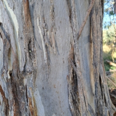 Eucalyptus melliodora at Watson Woodlands - 23 May 2024