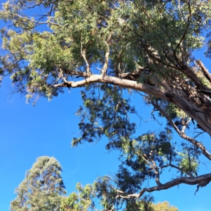 Eucalyptus melliodora at Watson Woodlands - 23 May 2024