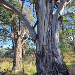 Eucalyptus melliodora at Watson Woodlands - 23 May 2024 03:12 PM