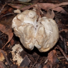 Unidentified Cap on a stem; gills below cap [mushrooms or mushroom-like] at ANBG - 12 May 2024 by TimL