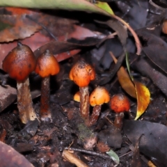 Hygrocybe conica complex (Witch's Hat) at ANBG - 24 May 2024 by TimL