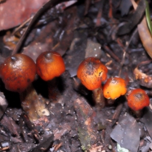 Hygrocybe conica complex at ANBG - 24 May 2024 01:14 PM