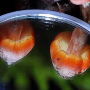 Hygrocybe conica complex at ANBG - 24 May 2024 01:14 PM