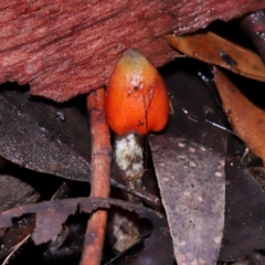 Hygrocybe conica complex at ANBG - 24 May 2024 01:14 PM