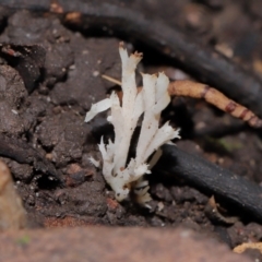 Unidentified Coralloid fungus, markedly branched at Acton, ACT - 24 May 2024 by TimL