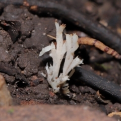 Clavulina sp. (A coral fungus) at ANBG - 24 May 2024 by TimL