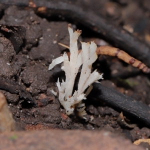 Unidentified Coralloid fungus, markedly branched at suppressed by TimL