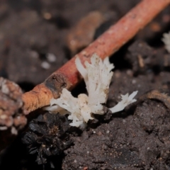 Clavulina sp. at ANBG - 24 May 2024