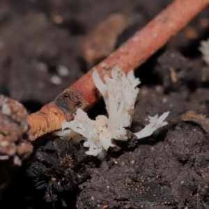 Clavulina sp. at ANBG - 24 May 2024