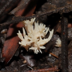 Clavulina coralloides at Acton, ACT - 24 May 2024 by TimL