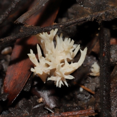 Unidentified Coralloid fungus, markedly branched at Acton, ACT - 24 May 2024 by TimL