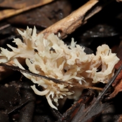 Clavulina sp. at ANBG - 24 May 2024 12:39 PM