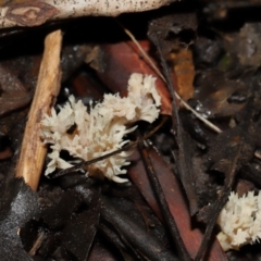 Clavulina sp. at ANBG - 24 May 2024 12:39 PM