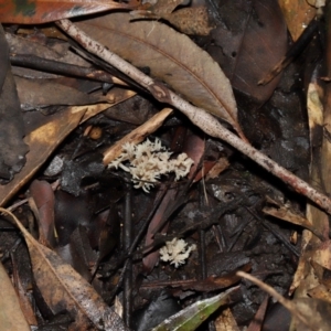 Clavulina sp. at ANBG - 24 May 2024 12:39 PM