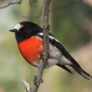 Petroica boodang (Scarlet Robin) at Symonston, ACT by RobParnell
