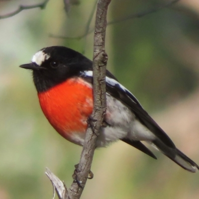 Petroica boodang (Scarlet Robin) at Symonston, ACT - 24 May 2024 by RobParnell