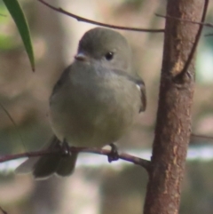 Pachycephala pectoralis (Golden Whistler) at Callum Brae - 24 May 2024 by RobParnell