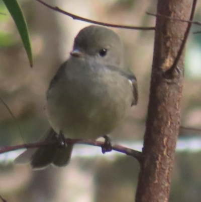 Pachycephala pectoralis (Golden Whistler) at Symonston, ACT - 24 May 2024 by RobParnell