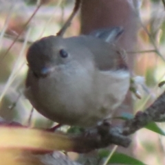 Pachycephala pectoralis at Callum Brae - 24 May 2024