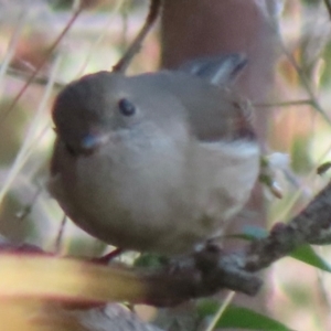 Pachycephala pectoralis at Callum Brae - 24 May 2024