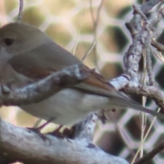 Pachycephala pectoralis at Callum Brae - 24 May 2024