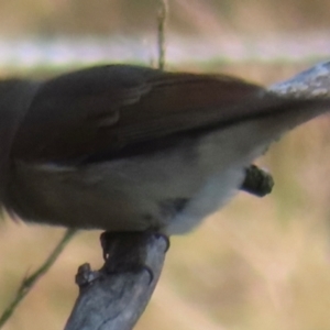 Pachycephala pectoralis at Callum Brae - 24 May 2024