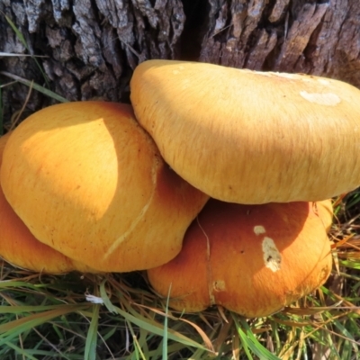 Gymnopilus junonius (Spectacular Rustgill) at Symonston, ACT - 24 May 2024 by RobParnell