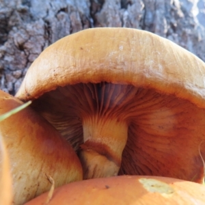 Gymnopilus junonius at Callum Brae - 24 May 2024 12:34 PM