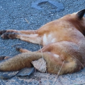 Vulpes vulpes at Symonston, ACT - 24 May 2024 09:17 AM