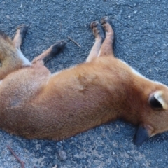 Vulpes vulpes at Symonston, ACT - 24 May 2024