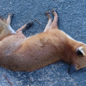 Vulpes vulpes at Symonston, ACT - 24 May 2024