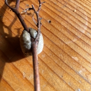 Mantidae - egg case (family) at O'Connor Ridge to Gungahlin Grasslands - 25 May 2024