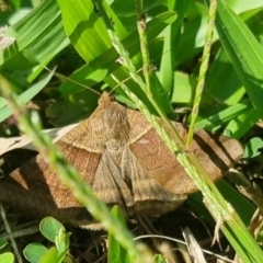 Mocis trifasciata (An Erebid moth (Erebinae)) at Burnside, QLD - 21 May 2024 by clarehoneydove