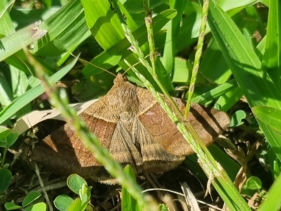 Mocis trifasciata (An Erebid moth (Erebinae)) at Burnside, QLD - 21 May 2024 by clarehoneydove