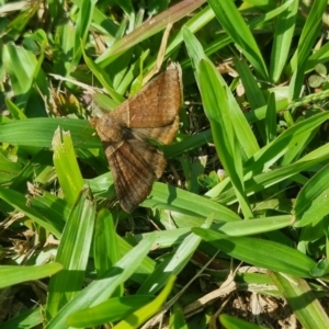 Mocis trifasciata at Burnside, QLD - 21 May 2024