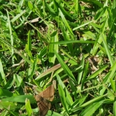 Mocis trifasciata at Burnside, QLD - suppressed