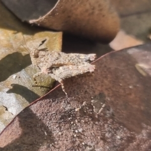 Tetrigidae (family) at Burnside, QLD - 18 May 2024