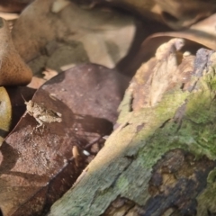 Tetrigidae (family) at Burnside, QLD - 18 May 2024