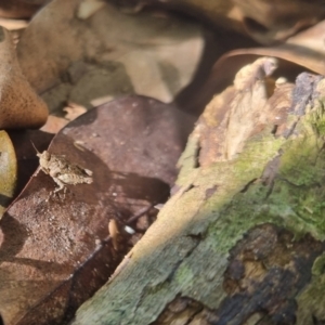 Tetrigidae (family) at Burnside, QLD - 18 May 2024