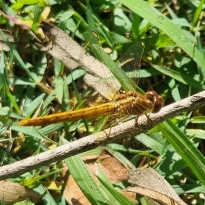 Unidentified Dragonfly or Damselfly (Odonata) at Burnside, QLD - 21 May 2024 by clarehoneydove
