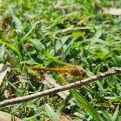Diplacodes haematodes at Burnside, QLD - suppressed