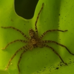 Heteropoda jugulans (Brown Huntsman Spider) at Burnside, QLD - 21 May 2024 by clarehoneydove