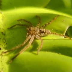 Heteropoda jugulans at Burnside, QLD - 21 May 2024