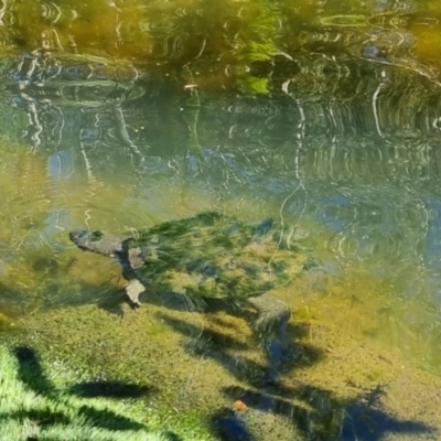 Unverified Turtle at Yandina, QLD - 20 May 2024 by clarehoneydove