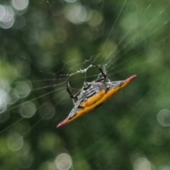 Unidentified Orb-weaving spider (several families) at Burnside, QLD - 16 May 2024 by clarehoneydove