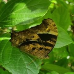 Melanitis leda (Evening Brown) at Burnside, QLD - 18 May 2024 by clarehoneydove