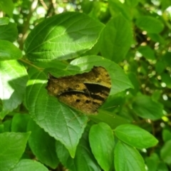 Melanitis leda at Burnside, QLD - suppressed